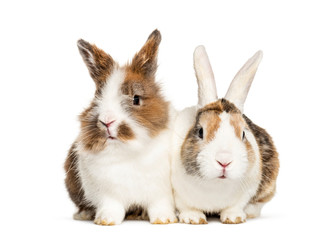 Two Rabbits sitting together, isolated on white