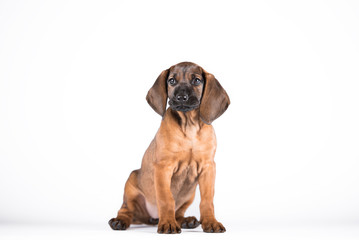 Cute little brown puppy teckel with big ears. In studio with white background. 