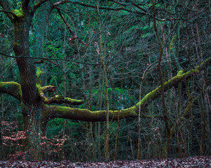 Obraz premium Beautiful, green moss-covered gnarled branches in the depths of an early spring forest. Trees do not have canopy at this time of year, so you can see forms that will be hidden to the eye later on.