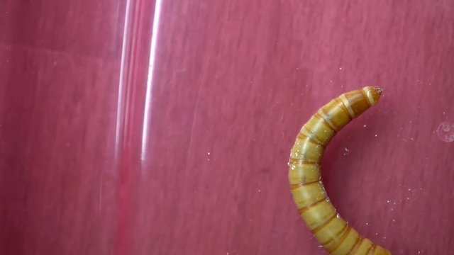 A video that saw the mealworm in slow motion