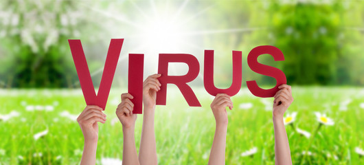 People Hands Holding Red English Word Virus. Sunny Green Grass Meadow As Background