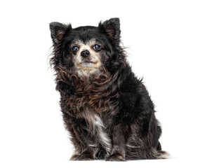 Sitting Old Chihuahua graying, isolated on white