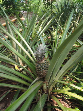 Juicy pineapple grows in the garden
