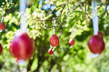 Easter eggs hanging on the tree - Holloko village, Hungary