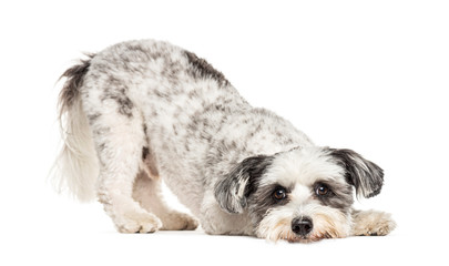 Crossbreed dog bowing and begging, isolated on white