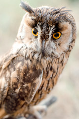 Owl in a forest