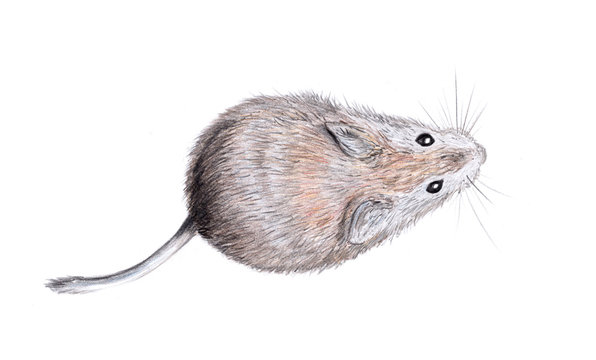 Coloured pencils drawing of little mouse