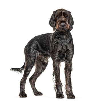 German Wirehaired Pointer,Korthals dog, isolated on white