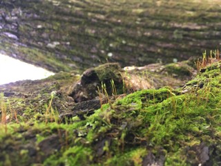 moss on tree (little green life)