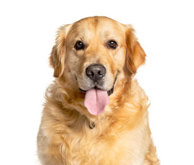 Headshot of a panting Golden Retriever, isolated on white