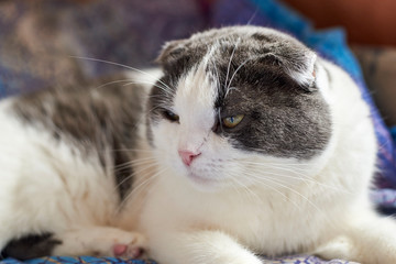 Portrait of a cute lop-eared cat, close-up