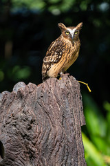 Portrait of Buffy fish owl