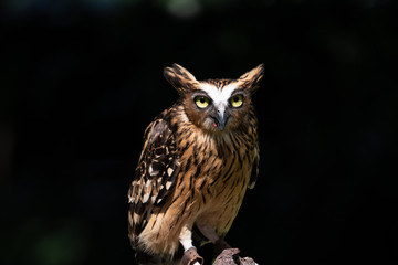 Portrait of Buffy fish owl