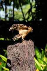 Portrait of Buffy fish owl