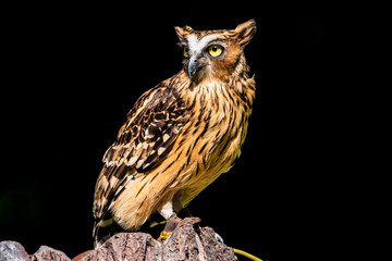 Portrait of Buffy fish owl