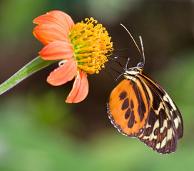 Feeding Butterfly 