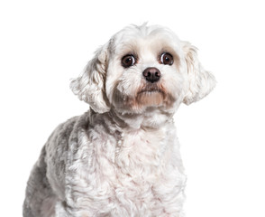 Headshot of a Bichon, isolated on white