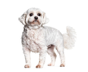 Standing Bichon dog, isolated on white
