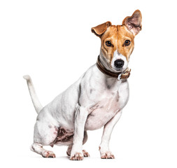Jack Russell Terrier, isolated on white