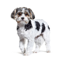 Biewer dog walking, isolated on white