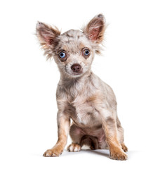 Sitting Minnow eyed Chihuahua dog, isolated on white