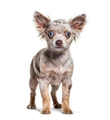 Standing Minnow eyed Chihuahua dog, isolated on white