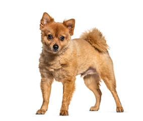 Brown Crossbreed dog, isolated on white