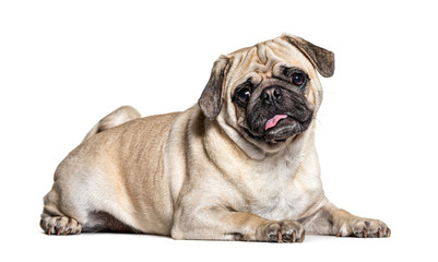 Lazy lying Pug, isolated on white
