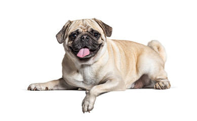 Panting Pug lying down, isolated on white