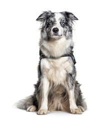 Blue Border Collie with Harness, isolated on white