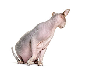 Sphynx sitting and looking backwards, isolated on white