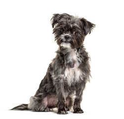 Black and white sitting young Crossbreed dog, isolated on white