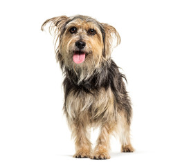 Panting Crossebreed dog, Yorkshire and Griffon, isolated
