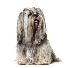 Groomed Sitting Lhasa apso dog, isolated on white