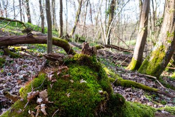Moos im Wald im Frühling 