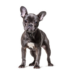 Frensh Bulldog, isolated on white