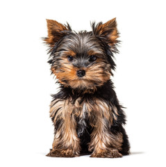 Sitting Puppy Yorkshire Terrier dog, isolated on white