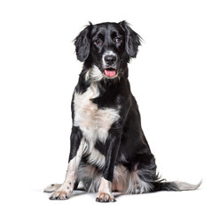 Panting black and white Munsterlander, isolated on white