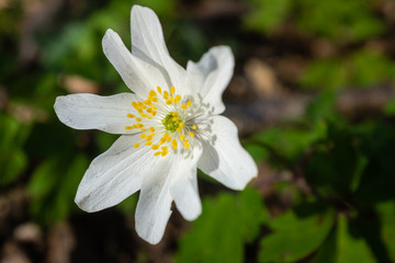 Anémone des bois