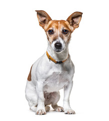 Sitting Jack Russel Terrier wearing a collar, isolated on white