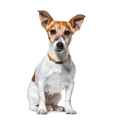 Sitting Jack Russel Terrier wearing a collar, isolated on white