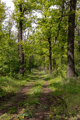 Obraz premium path in the forest