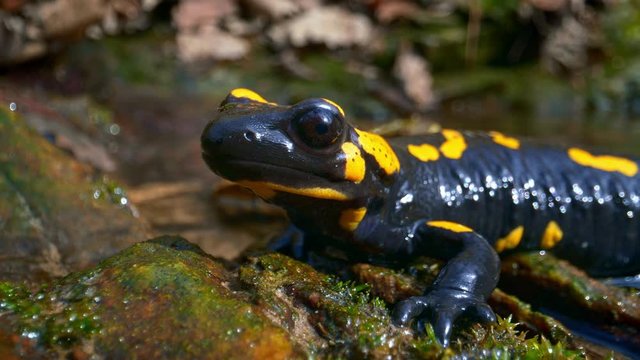 Fire salamander (Salamandra salamandra) with insect on head