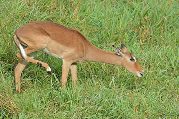 Female impala standing in grasses