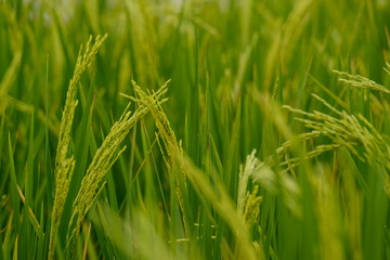 green spike rice in Rice fields. (Selective Focus)