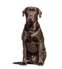 Sitting Chocolate Labrador dog, isolated on white