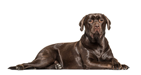 SIde view of a lying down Chocolate Labrador, isolated on white