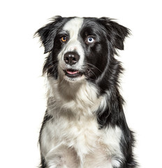 Headshot of a black and white Border Collie, isolated on white