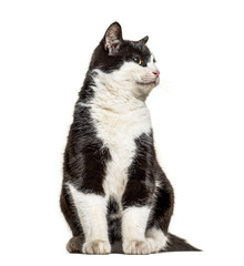 black and white crossbreed cat, looking away