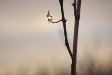 Close up silhouette of a curly and twisted vine tendril resembling a sitting faun at sunset